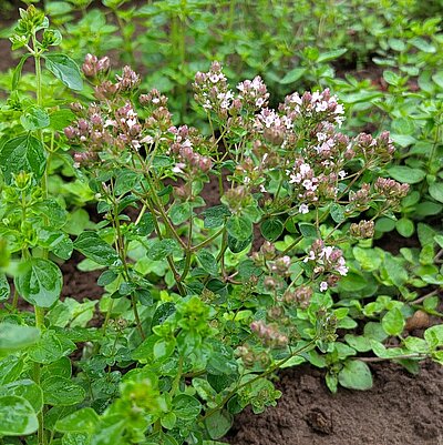 Griechischer Oregano Hera
