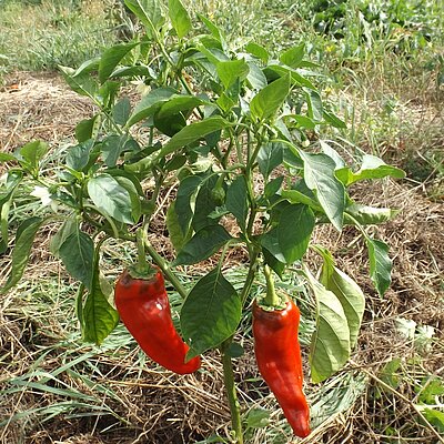 Paprika Pantos