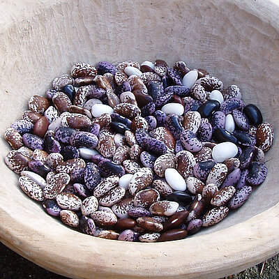 Gemüse Querbeet