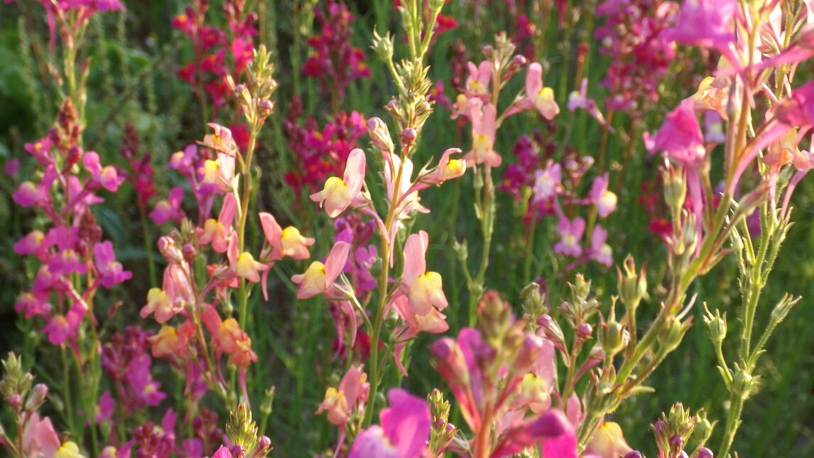 Marokkanisches Leinkraut - Linaria maroccana
