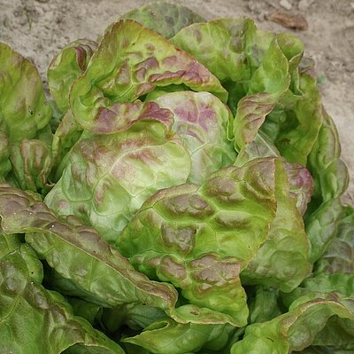 Kopfsalat Pirat