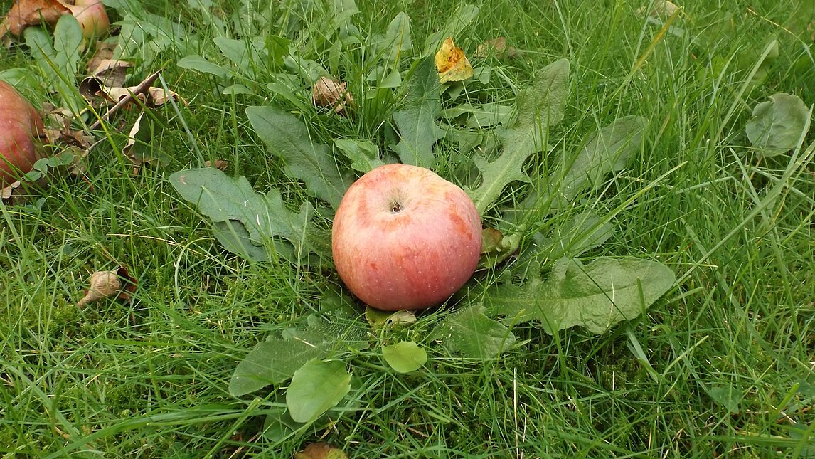 ein Apfel
