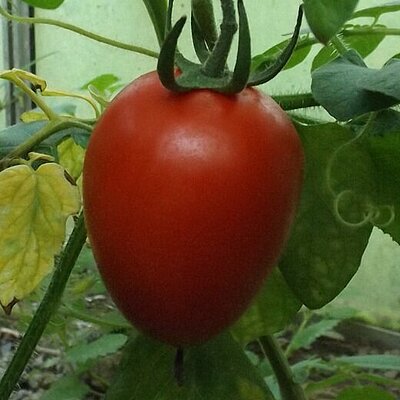 Marktomate Mt. Kenya