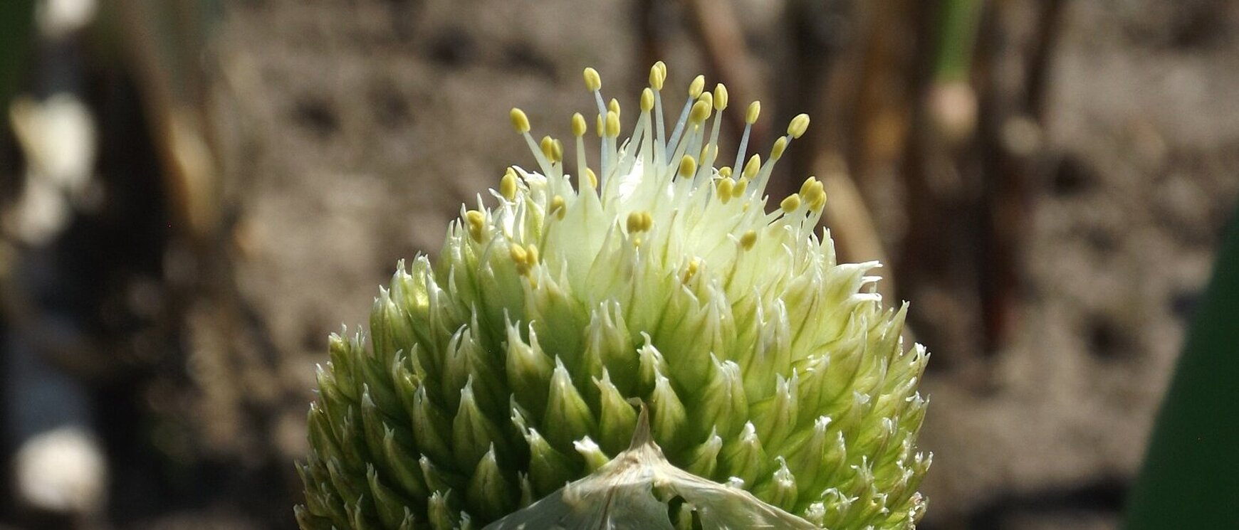 Kommt Zeit kommt Saat