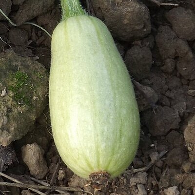 Zucchini White Bush