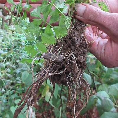 Längliche Erdkastanie Längliche Erdkastanie