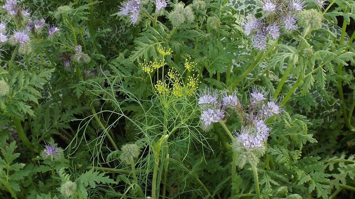 Dill - Anethum graveolens & Phacelia tanacetifolia