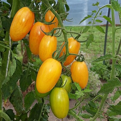 Tomate Artisan Blush Tiger