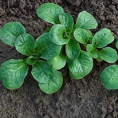 Feldsalat Rodion