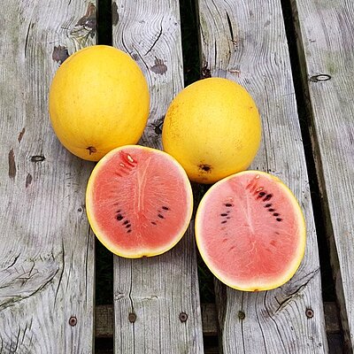 Wassermelone Golden Midget