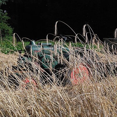Roggen Martin Schmidt - Gründüngung