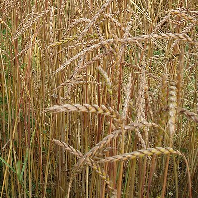 Dinkel Winter Goldkorn
