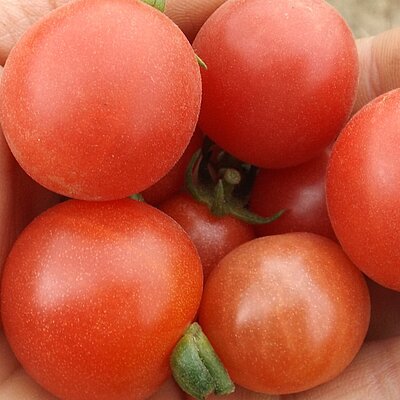Wildtomate Pubescens
