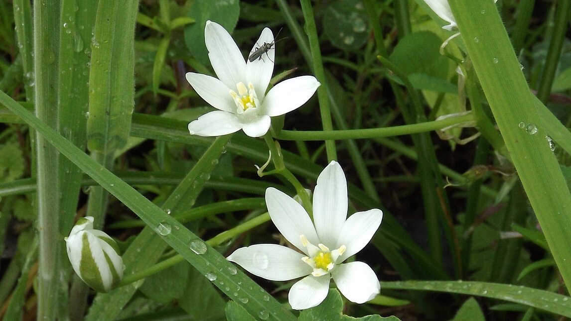 Dolden-Milchstern - Ornithogalum umbellatum