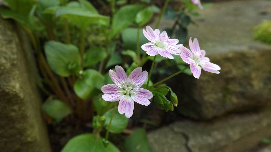 Sibirischer Winterpostellein - Claytonia sibirica