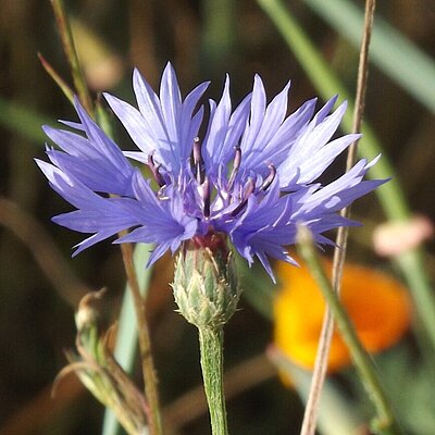 Kornblumen Blau