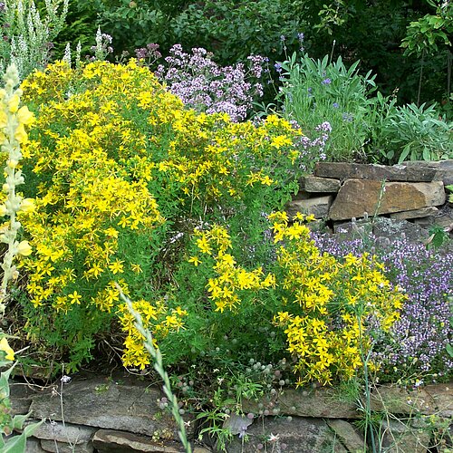 Kräuter & Heilpflanzen