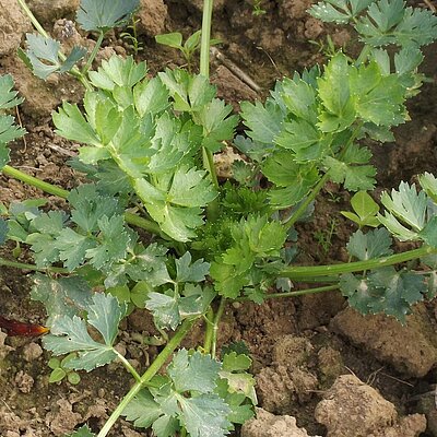 Schnittsellerie Georgischer