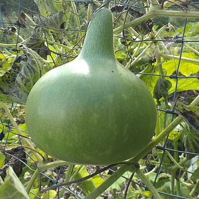 Kalebasse