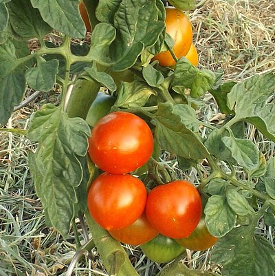 Cocktailtomate Ruthje