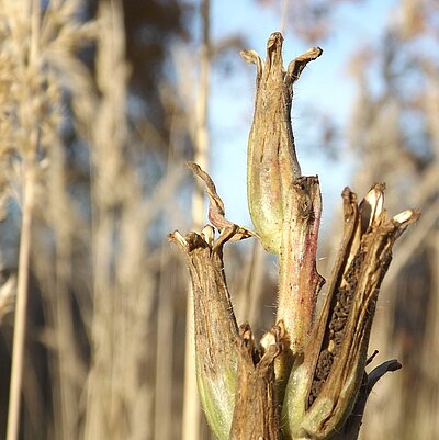 Nachtkerze, gewöhnliche
