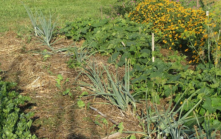 Knoblauch im Mulchbeet