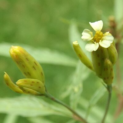 Tagetes Huacatay Gründüngung