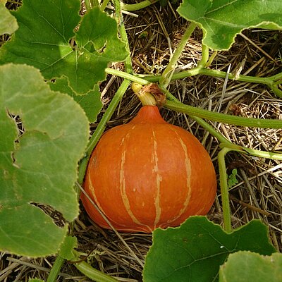 Hokkaido Red Kuri