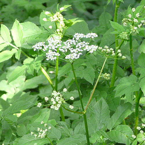 Wildkräuter & Wildgemüse