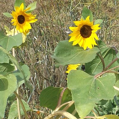 Sonnenblume, mittlere Höhe