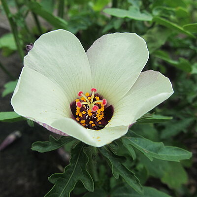 Hanf Hibiskus