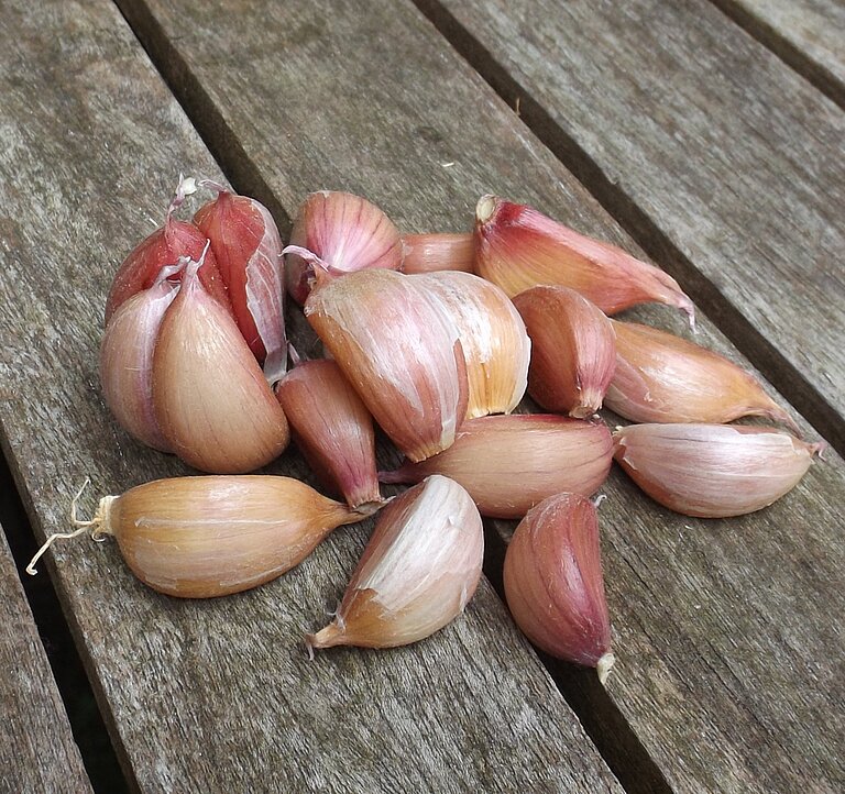 Knoblauchzehen