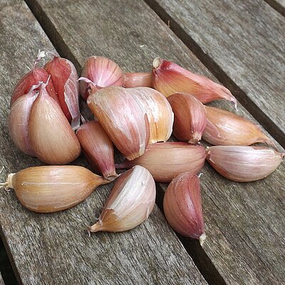 Knoblauch Thermidrome