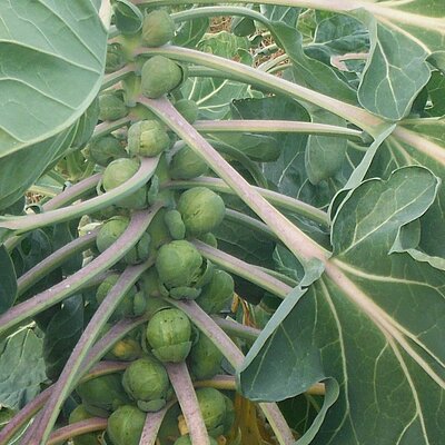 Rosenkohl Roodnerf