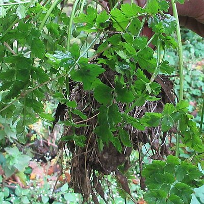 Südliche Erdkastanie Südliche Erdkastanie