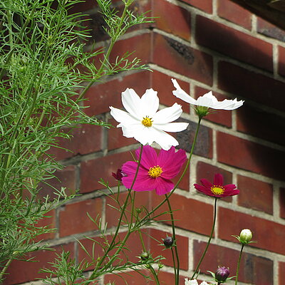 Cosmea, weiß-rosa-lila