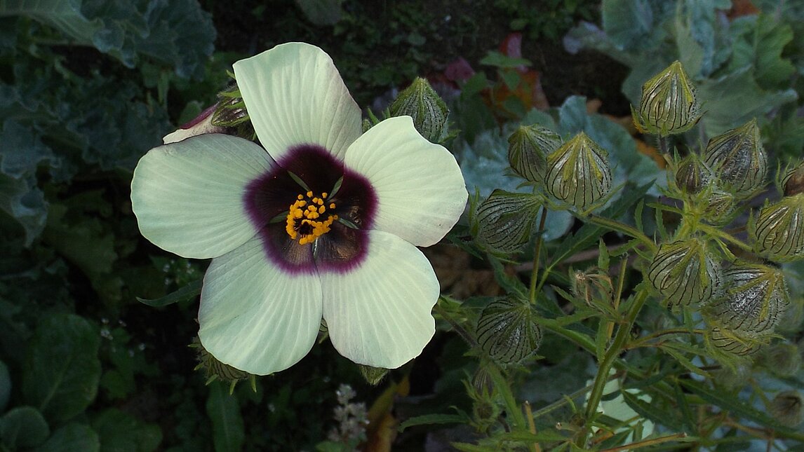 Hanfhibiskus - Hibiscus cannabinus