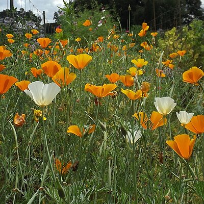 Goldmohn