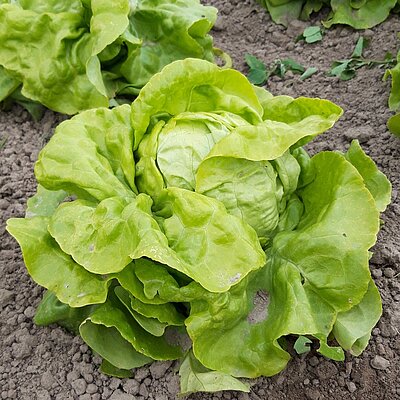 Kopfsalat Appia