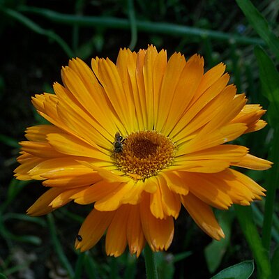 Ringelblume trad. Form