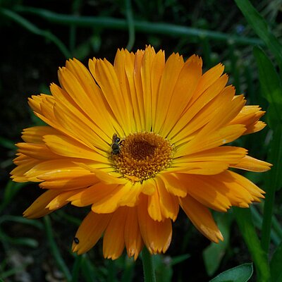 Ringelblume Gründüngung