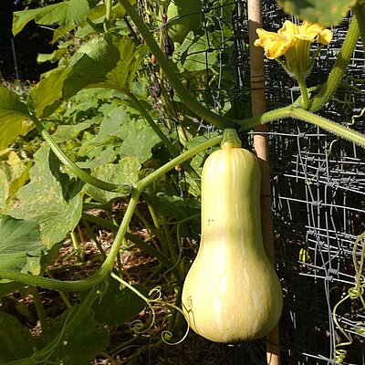 Butternut Waltham