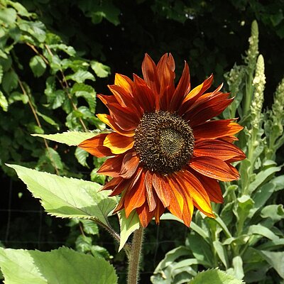 Sonnenblume Velvet Queen