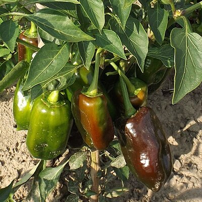 Paprika Sweet Chocolate