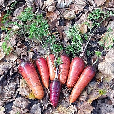 Möhre Longue Rouge Sang