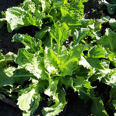 Endivie Cornet d`Anjou