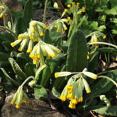 Wiesenschlüsselblume