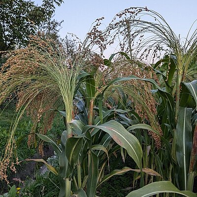 Besenhirse Sepiziruk