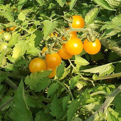 Wildtomate Golden Currant