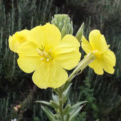 Nachtkerze, gewöhnliche